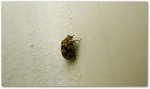 Bed bug on wall